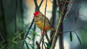 1001 Câu Hỏi Vì Sao Về Loài Chim…