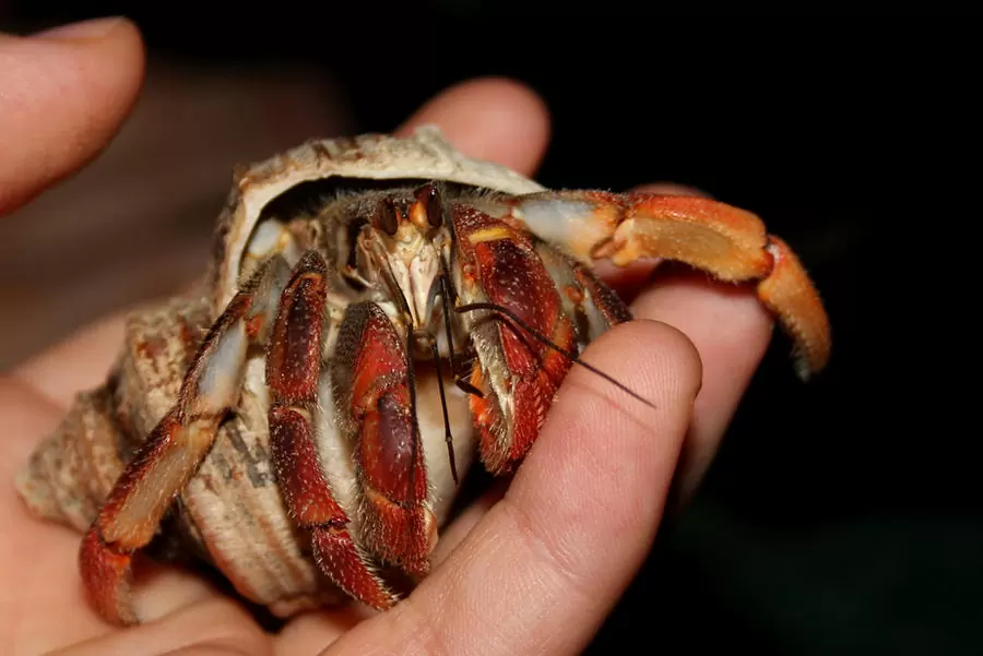 Cách nuôi ốc mượn hồn / cua ẩn sĩ 