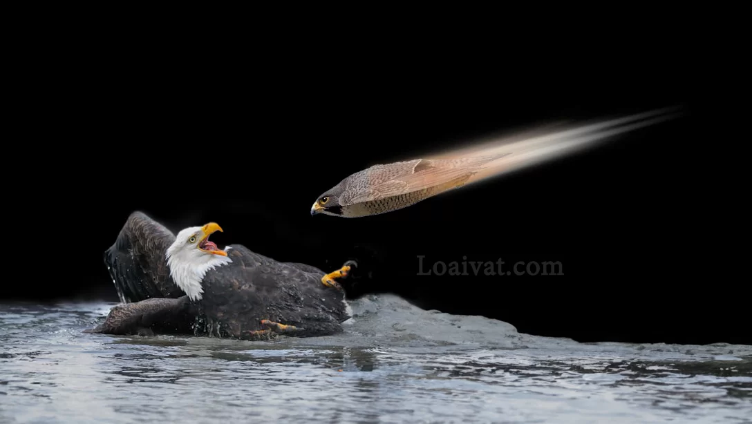 Chim cắt với đại bàng
