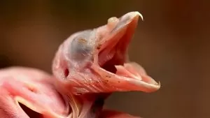 Những Cuộc Chiến Sinh Tồn Từ Những Giây Phút Đầu Tiên Của Sự Sông