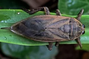 Cà cuống khổng lồ (Giant Water Bug): Sát thủ đáng sợ của vùng nước ngọt