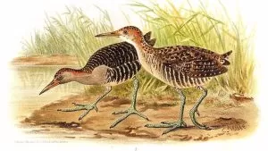 Chằng Nghịch – Loài Chim Gắn Liền Với Ruộng Đồng Nông Thôn Việt Nam